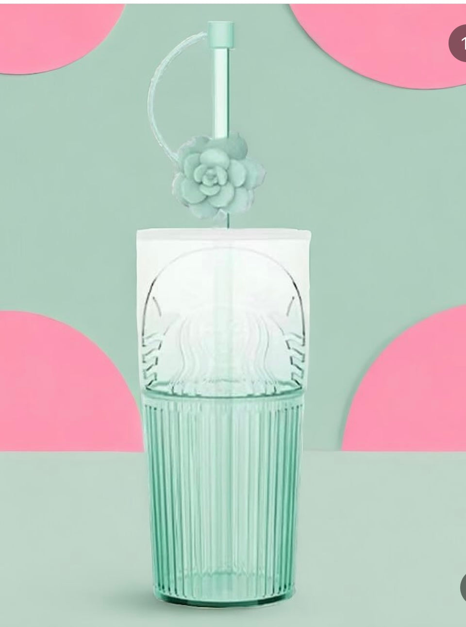 Suculenta verde vidrio