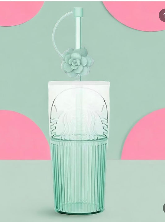 Suculenta verde vidrio